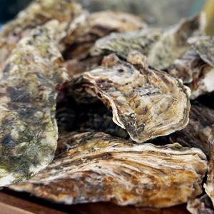 산지 통영 각굴석화10kg