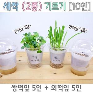외떡잎 쌍떡잎 식물기르기 새싹 2종 10세트 K00170