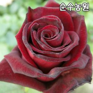 유럽사계땅장미 묘목, 바카롤(흑장미) 개화주 포트1개/꽃나무