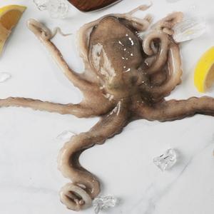 국내산 활 낙지 1kg, 5마리내외 산소포장 낙지 탕탕이 볶음 숙회 연포탕