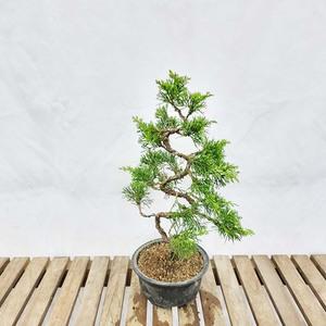 향나무 수형 멋진 진백 S라인 분재 나무 묘목 화분 키우기