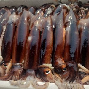 국내산 생물 통찜용 오징어 1kg 2kg 총알 미니오징어 포항발송당일조업