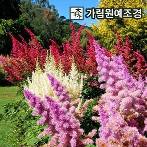 아스틸베 숙근 5치포트 모음전 아메리카 스트라우센페더 유로파 파날 워싱턴 가림원예조경