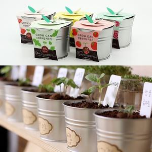 DIY 미니 화분 키우기 세트 캔화분 방울토마토 봉선화 해바라기 택1 홈파밍 집에서 키우기 쉬운 반려식물