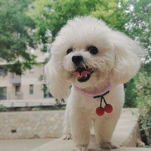 고양이 강아지 귀여운 털실 케이프 앵두 M 목걸이