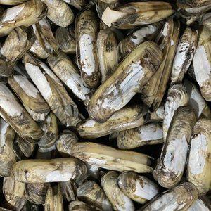 [장보리]국내산 제철 생물 맛조개 500g