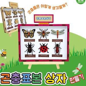 [XBG774JM_47]곤충 표본 상자 만들기학습용 브로마이드 제공