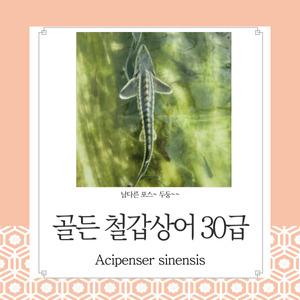 골든 철갑상어 30센티급 1마리 엄청난포스~존재감 대박!! 관상용 열대어 어항 수족관 생먹이자루