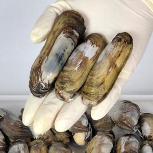 남해안 생물 가리맛조개 500g(15-20미 내외) 맛조개 산소포장