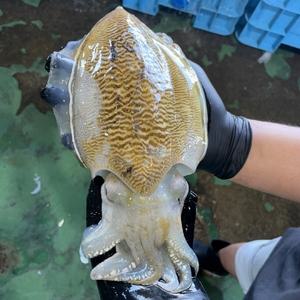 제철 초특대 갑오징어 1.4kg 2-3마리 활 생물 대갑오징어