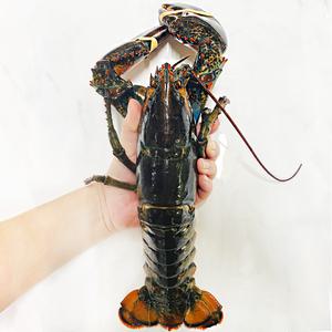 [은하수산] 캐나다산 살아있는 활 랍스타 / 사이즈 선택