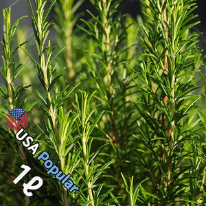 E012 로즈마리 1L (Rosemary) 프래그런스오일 캔들 디퓨저 향수