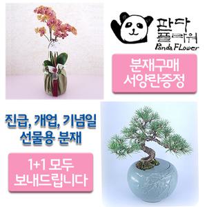 PFCA-004 해송 소나무 + 서양난/개업 창업 집들이 생일 어버이날 축하 부모님 감사 선물용