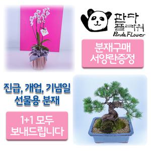 PFCA-003 해송 소나무 + 서양난/개업 창업 집들이 생일 어버이날 축하 부모님 감사 선물용