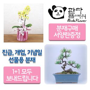 PFCA-002 해송 소나무 + 서양난/개업 창업 집들이 생일 어버이날 축하 부모님 감사 선물용