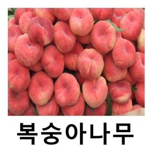 복숭아나무 묘목 도넛피치 거반도 접목1년 특묘 2주묶음