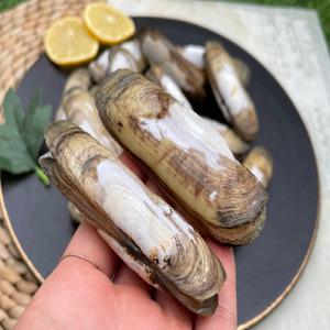 남해안 맛조개 대 가리맛조개 자연산 500g(15-25미내외) 산소포장