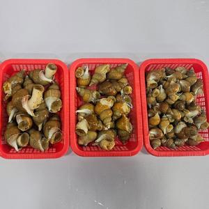 연안 활 백고동 백골뱅이 1kg 소