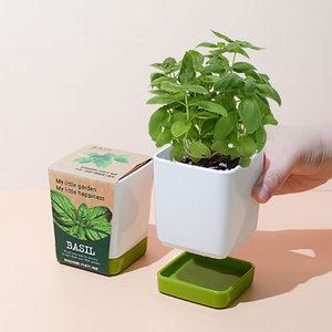 투톤사각화분 허브바질 미니화분 식물 키우기 키트