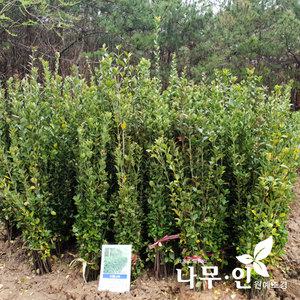 [나무인]사철나무묘목 생울타리용 20그루 