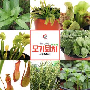 미미네가든 모기 퇴치 식물 기획전 - 벌레 잡이 식물