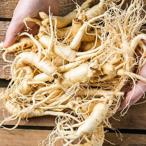 금산 세척 인삼 500g 실속삼 막삼 요리용 수삼 못난이삼 파삼 5년근 삼계삼 백숙 오쿠삼 가정용삼 홍삼 제
