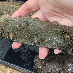통영 제철 활 해삼 1kg
