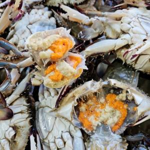 국내산 제철 활 암꽃게 1kg 알배기 꽃게 암게