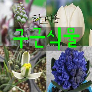 허브여울 향기로운구근식물모음(하아신스/튤립/미니수선화/프린시피스(알부카)/비올라시) 지름9cm 소품화분