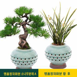 선물용 명품 소나무 분재 개업 승진 생일 축하 화분