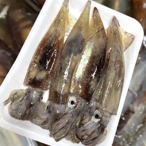 국내산 6월 당일조업 활 오징어 5마리 10마리 초코 총알 통찜 산오징어 회 숙회용