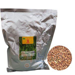 [영농사]재배용 밀씨앗 1kg/ 조경용 재래종 학습 밀씨 재배