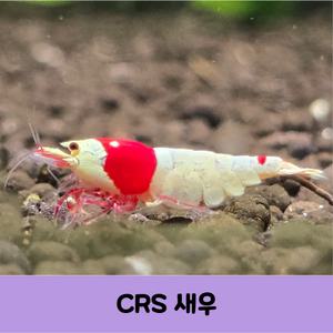 레드비 CRS새우 애완 관상용 모스라급 비쉬림프10+1마리(서비스)