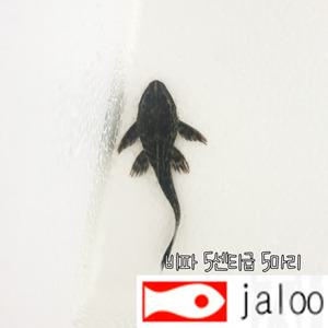 생먹이 자루 비파 5센티급 5마리 청소물고기 블랙비파 치어 유어 열대어 관상용 어항 수족관 