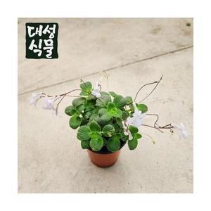 삭소롬 야생화 흰색 보라색 꽃 모종 화분 스트렙토카르푸스 연중개화 소품 대성식물