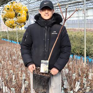 노랑삼지닥나무 묘목 그랜디플로라 묘목 4년생 9호사각포트묘 정원수 꽃나무 원예 가든