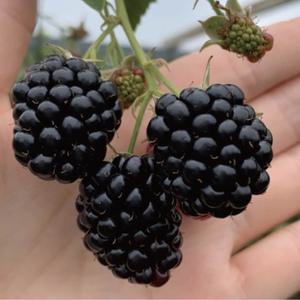 슈퍼블랙베리(5주 묶음),가시없는복분자묘목,옥천자연농원
