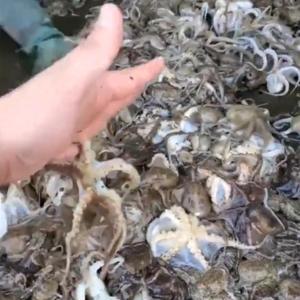 새벽조업 쭈꾸미 제철 서해안 봄 활 생물 알 국내산 1kg