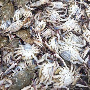 생물 활꽃게 암꽃게 2kg(8-12마리내외)
