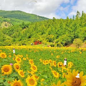 [강원] 태백 구와우 해바라기 축제와 정선 만항재 야생화길 당일