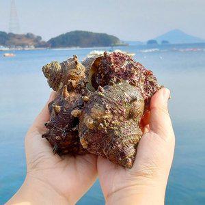 국내산 뿔소라 1kg 중