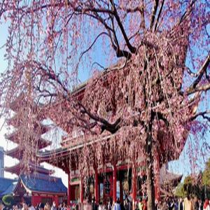 부산출발 동경4일 #풀패키지 디즈니OR온천,아울렛#요코하마 #신주쿠 #우미호타루 #오다이바