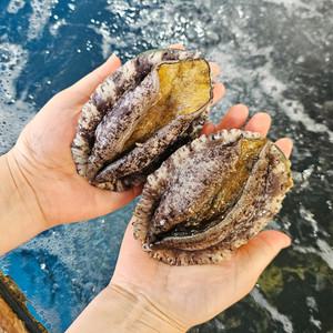 알담 완도 활 전복 1kg 13~15미(대)산소포장 전복 선물세트