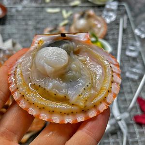 제철 통영 활 홍가리비 3kg 크기선별