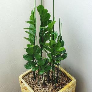 [JHQRDNT5_4B]텃밭 50cm 10P 오이지지대 화분