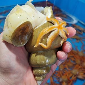 [푸드랍] 자연산 백골뱅이 백고동 대 1kg 8-15미