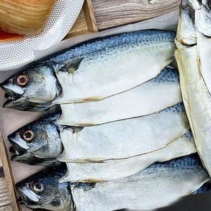 부산 자반고등어 12마리(마리당150-210g내외)