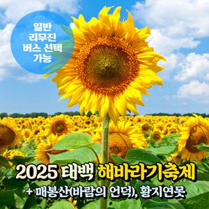 [강원] 태백 해바라기축제+매봉산(바람의언덕/배추밭)+황지연못 당일여행 (일반/리무진버스) / 서울경기出
