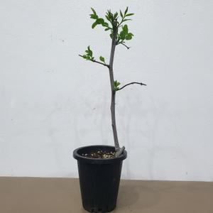사과대추나무 화분묘 접목1년생
