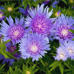 꽃씨 스토케시아 Stokesia laevis 10립 연보라색 레이스 꽃잎